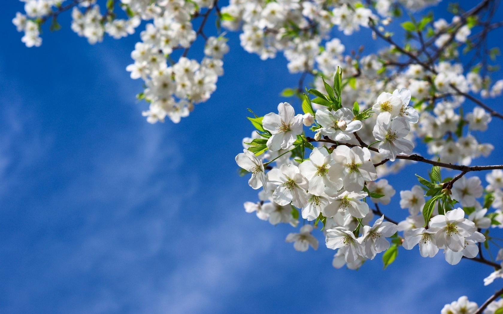 , , , , , , , , spring, tree, branches, nature, flowers, cherries, leaves, sky