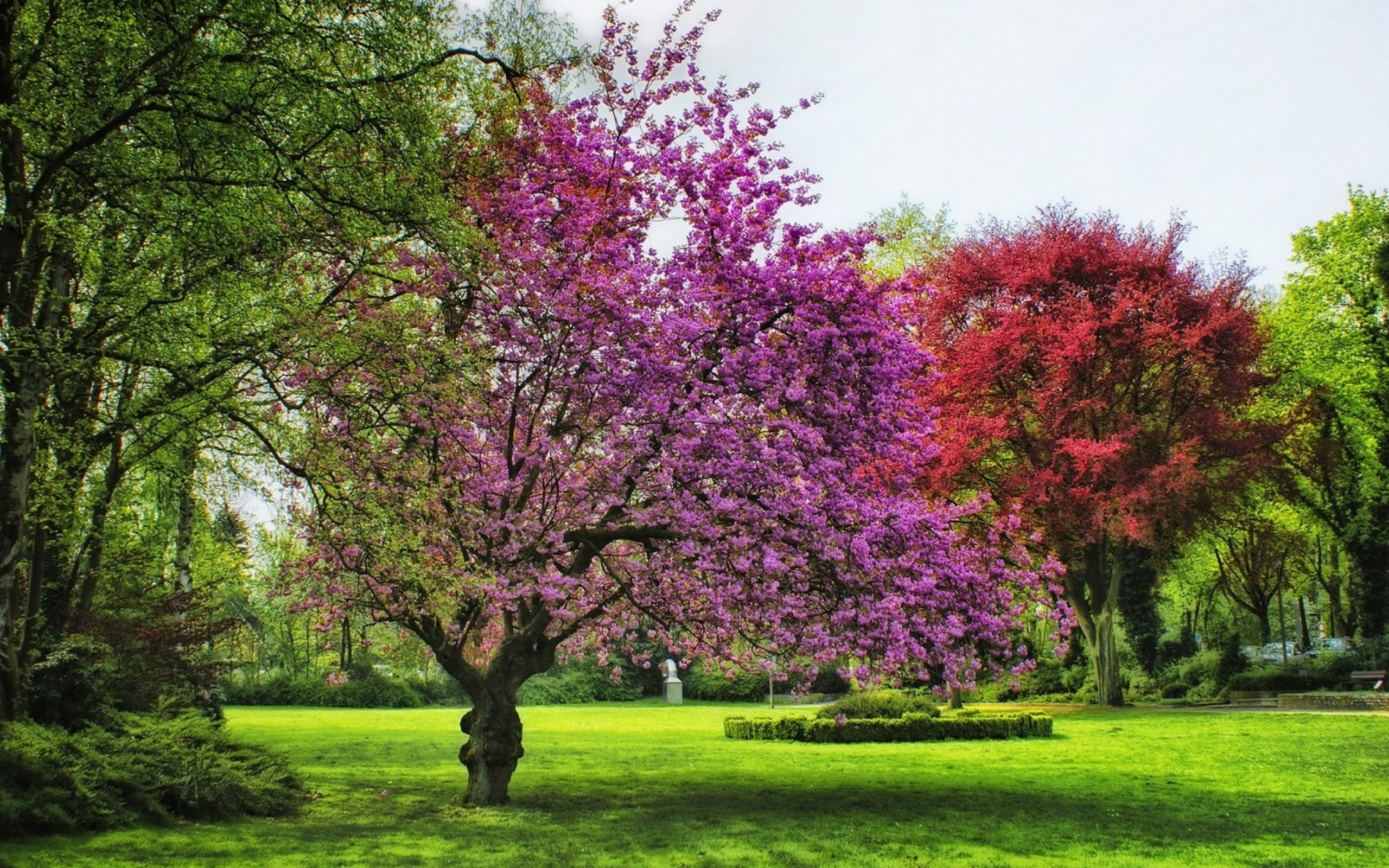 Spring tree. Красивое дерево. Цветущие деревья. Деревья весной. Деревья в саду.