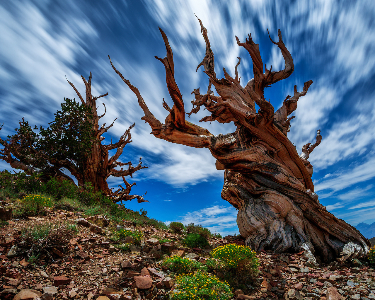 , , , ancient bristlecone pine forest, , , , , , 