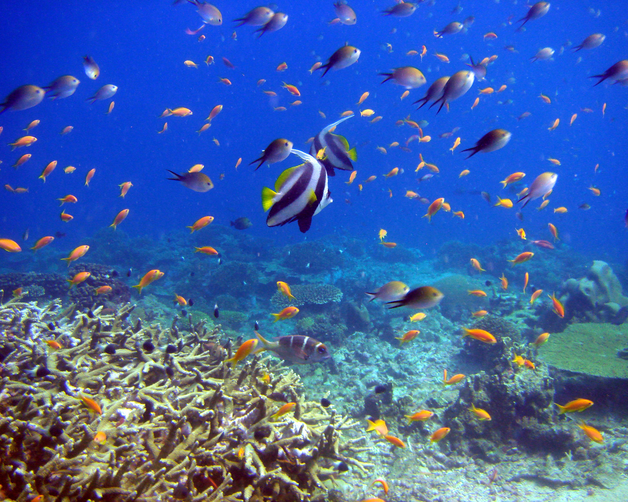 под водой, природа, рыбки, вода, коралловый риф, красиво