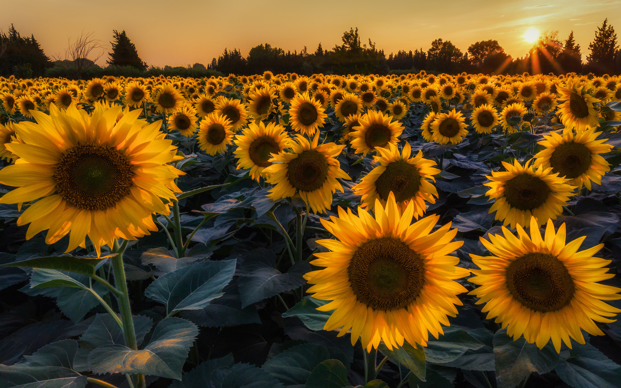 , , , , , , , , , , sky, nature, field, sunflower, sun, sunset, ukraine, background, forest, summer, 