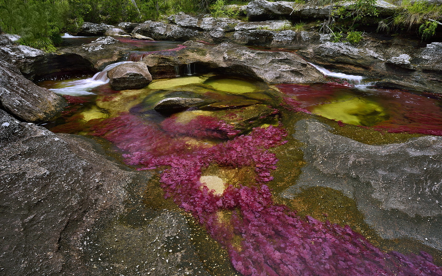 Какое питание имеет река колумбия. Разноцветная река Каньо-Кристалес (Колумбия). Река Каньо Кристалес. Водоросли Каньо Кристалес. Каньо Кристалес река пяти цветов в Колумбии.