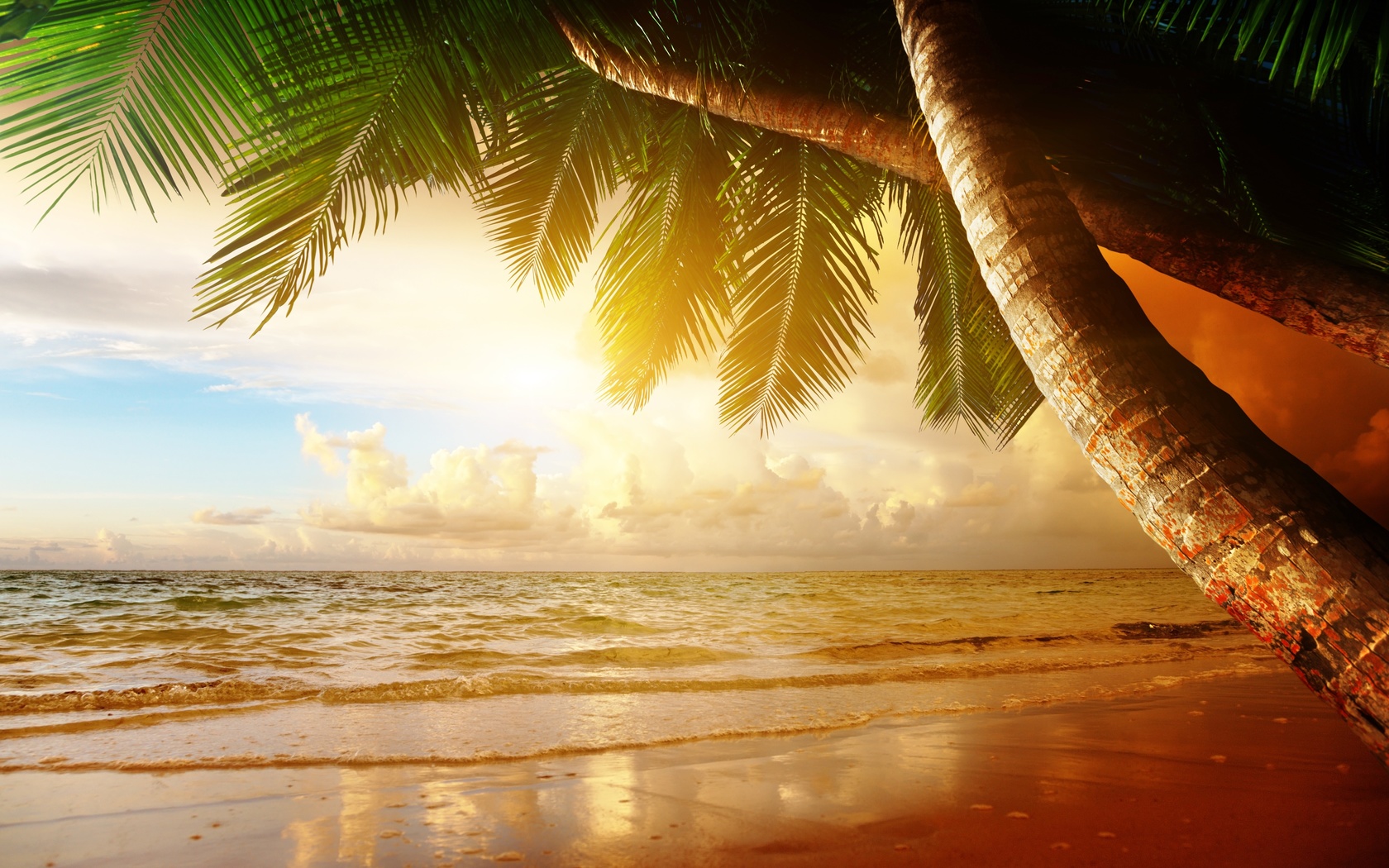 beach, coast, sea, ocean, palm, summer, , , , , , , 