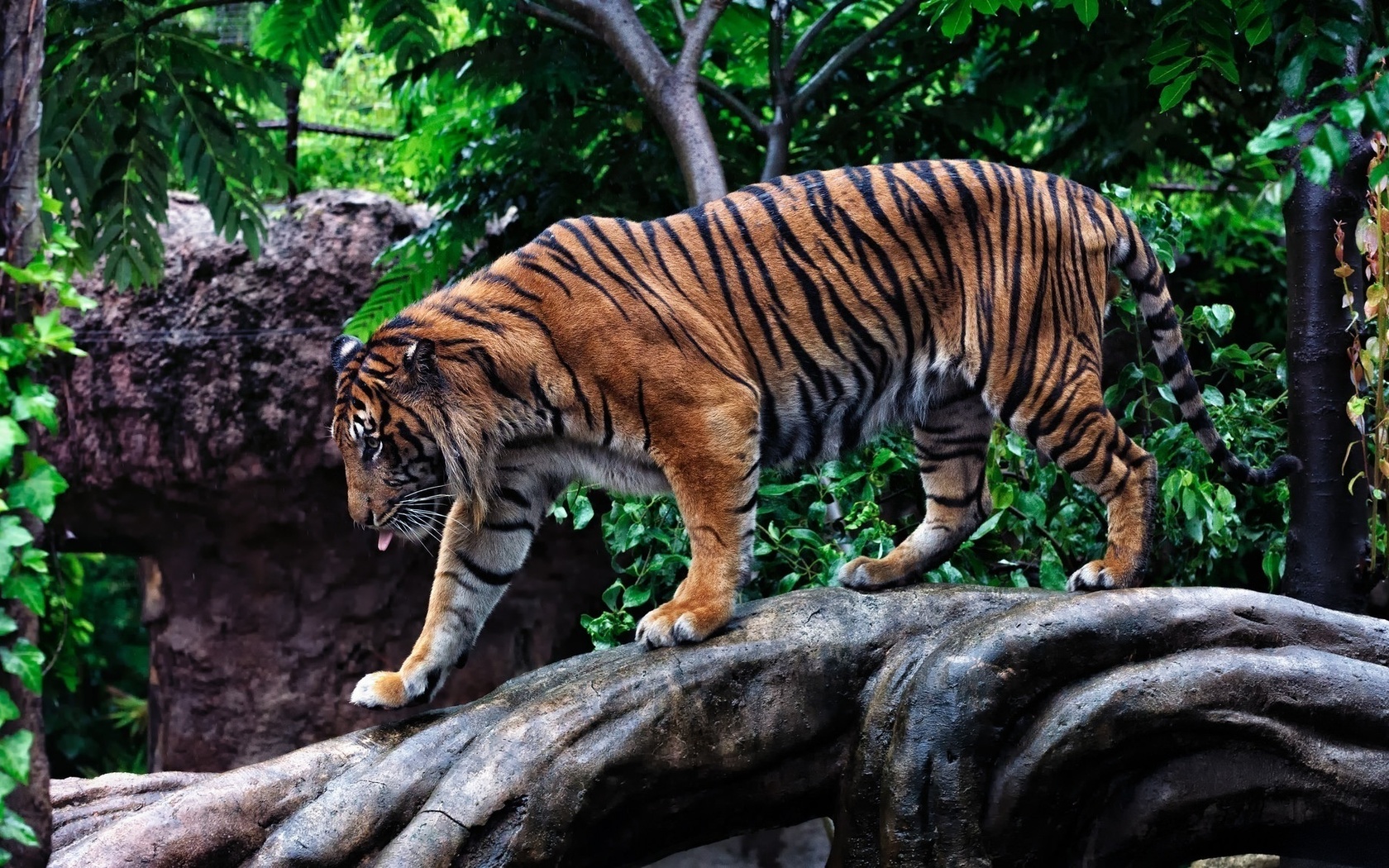 , , , , , tiger, predator, cat, photo, zoo