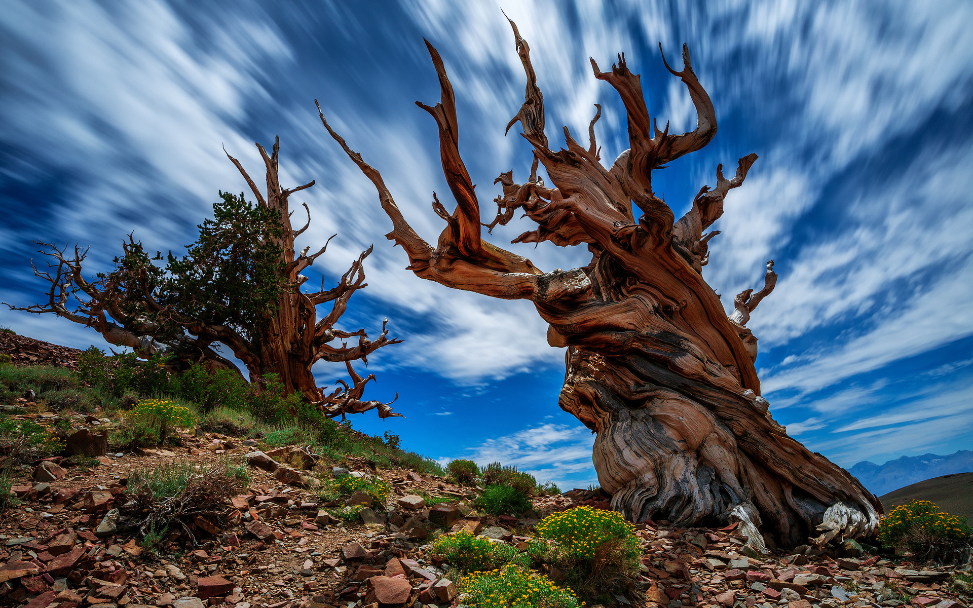 , , , ancient bristlecone pine forest, , , , , , 