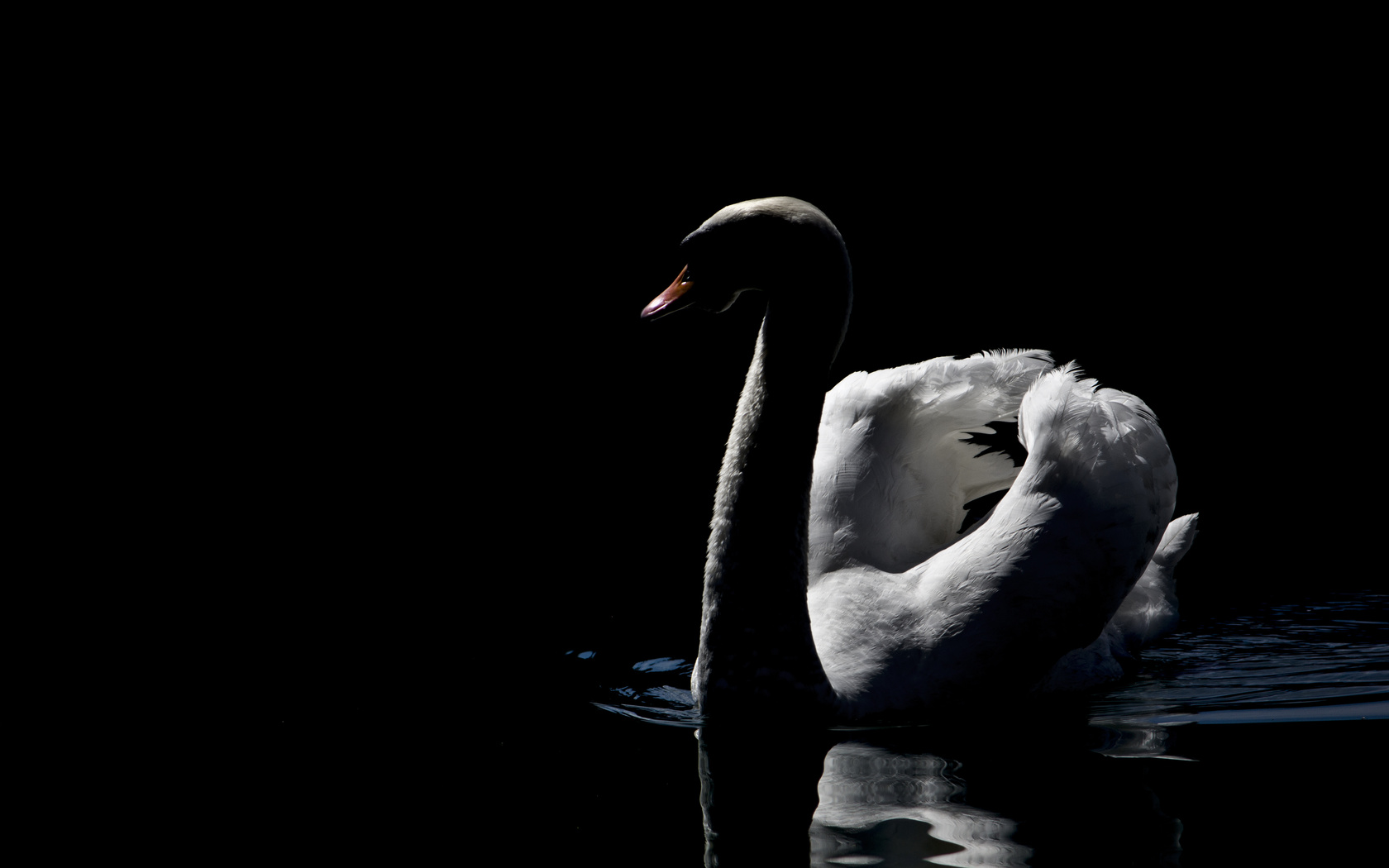mmaglica, photo, mmaglica photo, dark, lake, swan, beautiful, peaceful