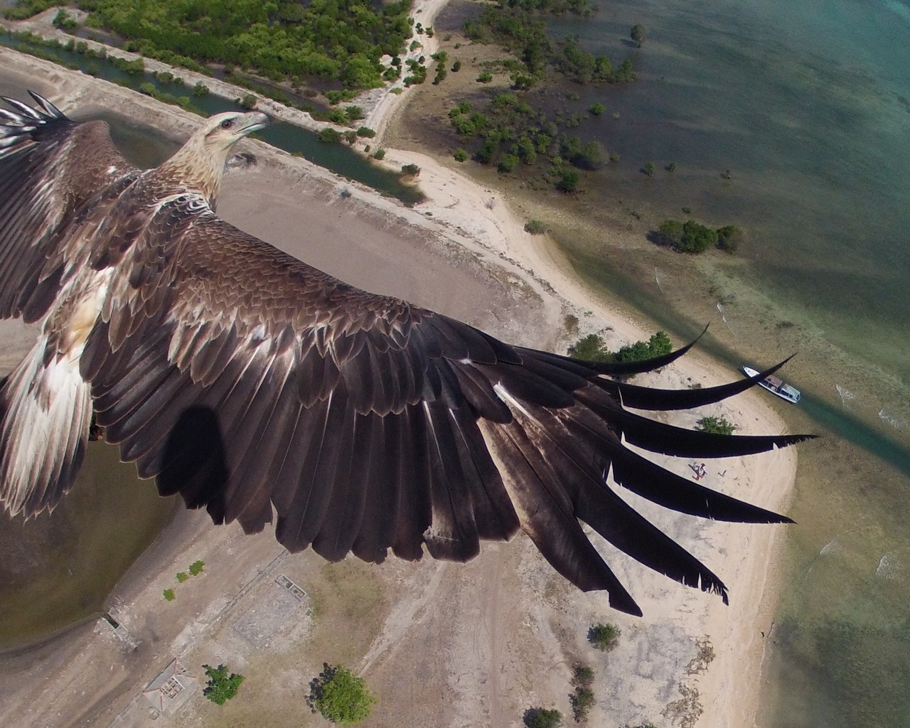 alone, eagle, alone eagle,  , , , , , , , , , , , , , , , , 