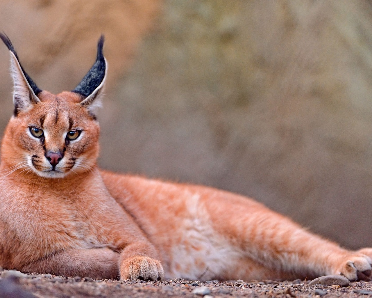 ,  , caracal