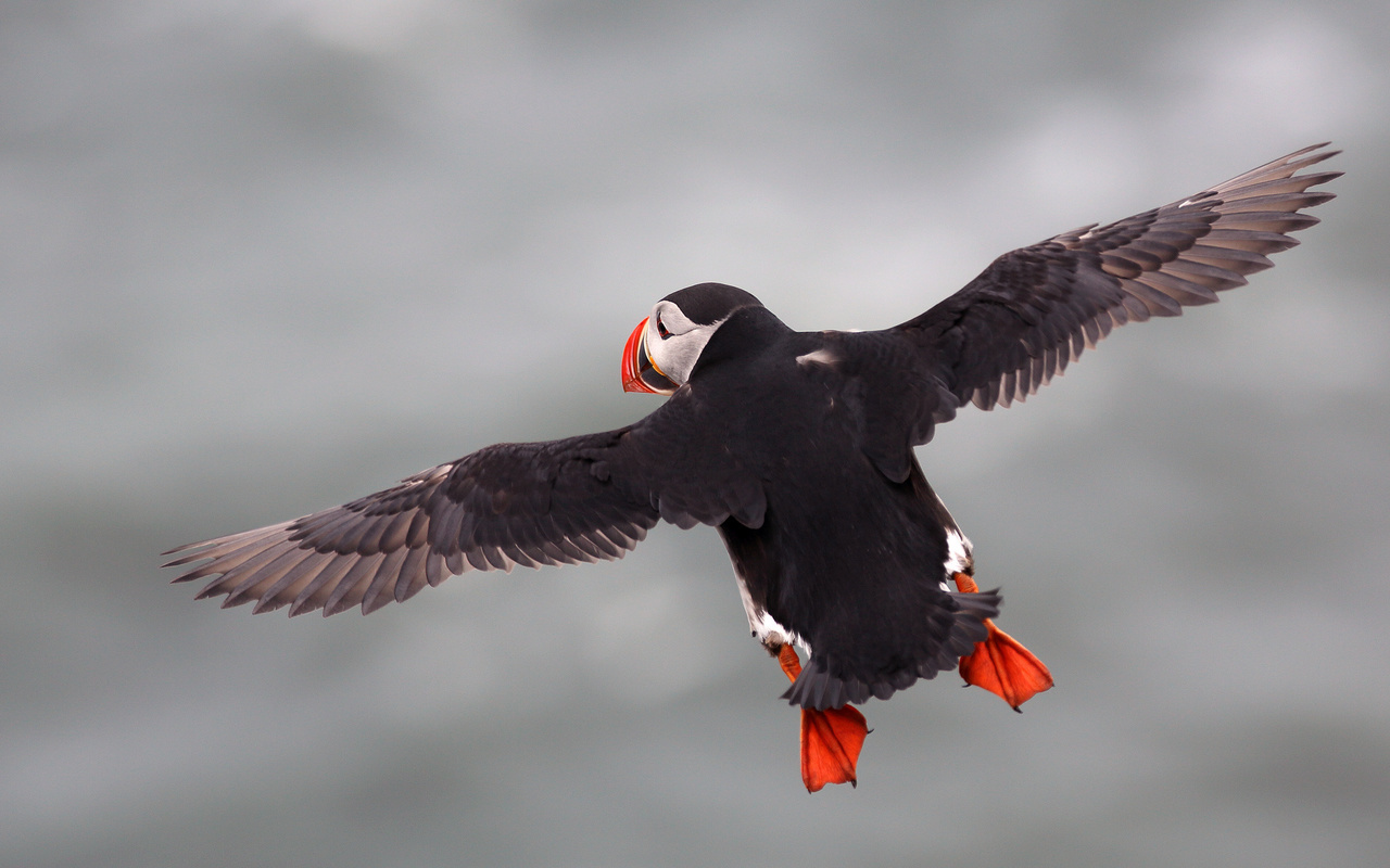 ,  , , bird, fratercula arctica, puffin, flying