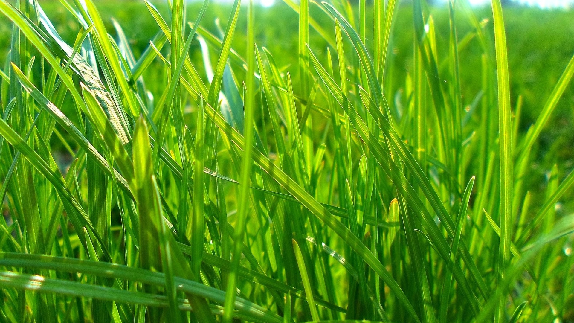 Трава зеленого цвета песня