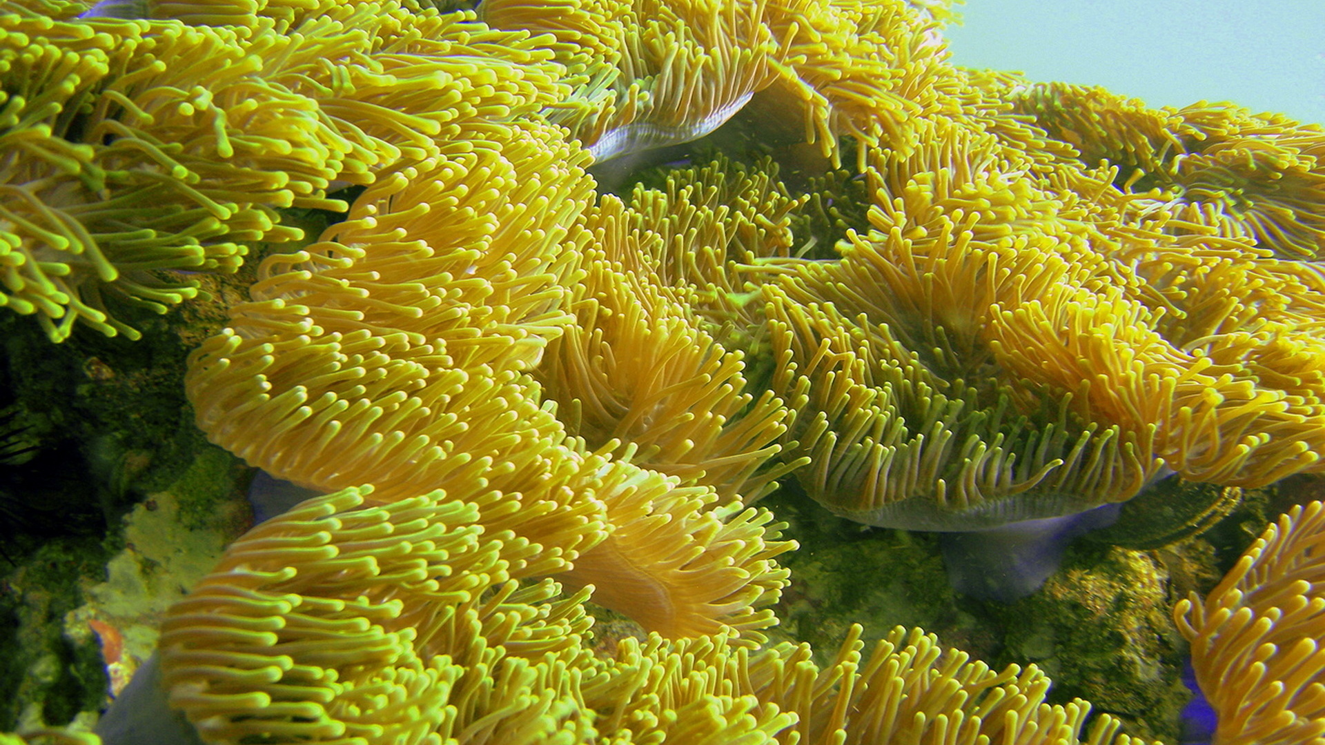 Водоросли кораллы. Коралловые полипы рифы. Зооксантеллы и коралловый полип. Коралловые полипы Тихого океана. Водоросль зооксантелла кораллы.