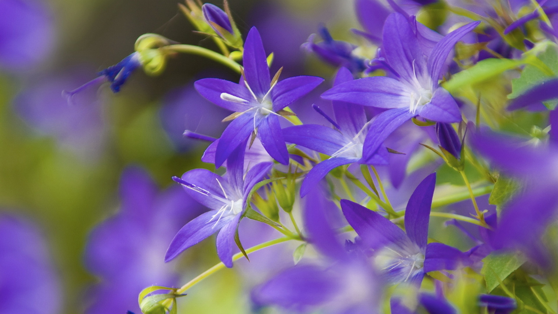 колокольчик луговой. кланяются лиловые колокольчики. кланяются лиловые колокольчики. кланяются лиловые колокольчики. на лесной полянке лиловые колокольчики.