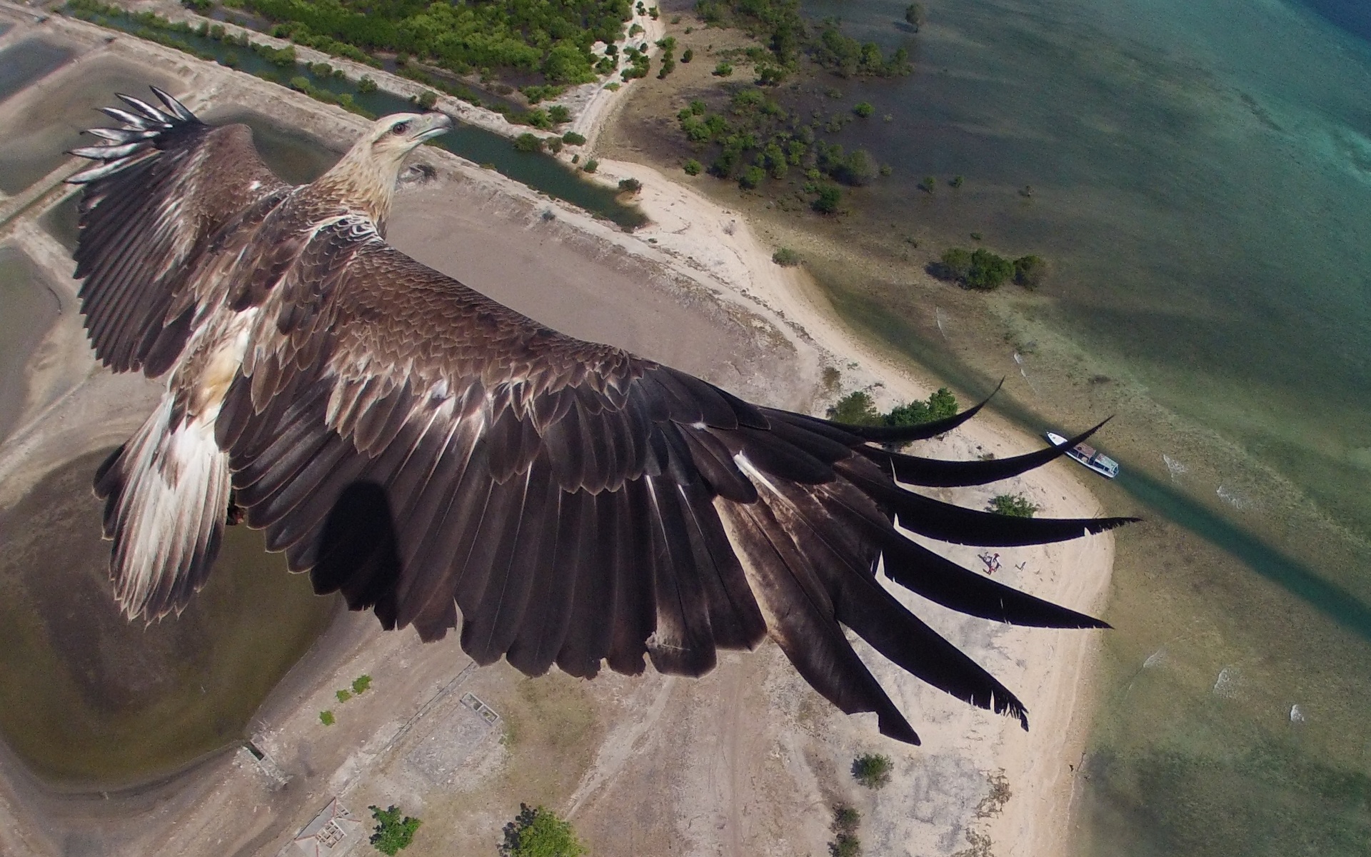 alone, eagle, alone eagle,  , , , , , , , , , , , , , , , , 