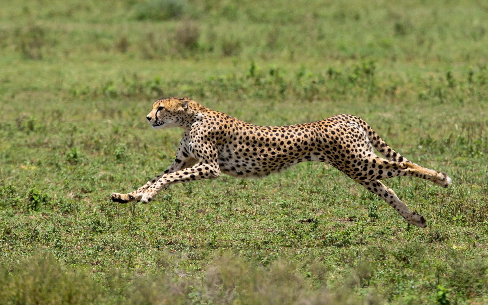 cheetah, acinonyx jubatus, predator, big cat, africa