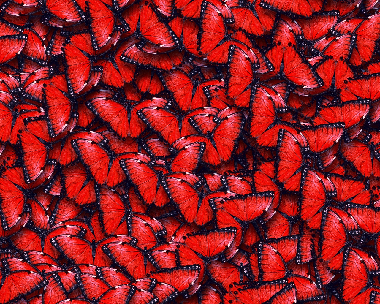 ,  , texture, red butterfly