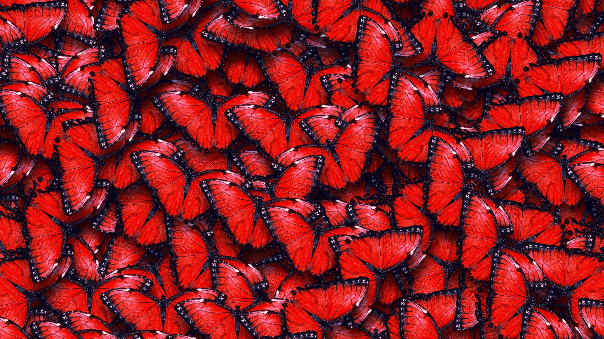 ,  , texture, red butterfly