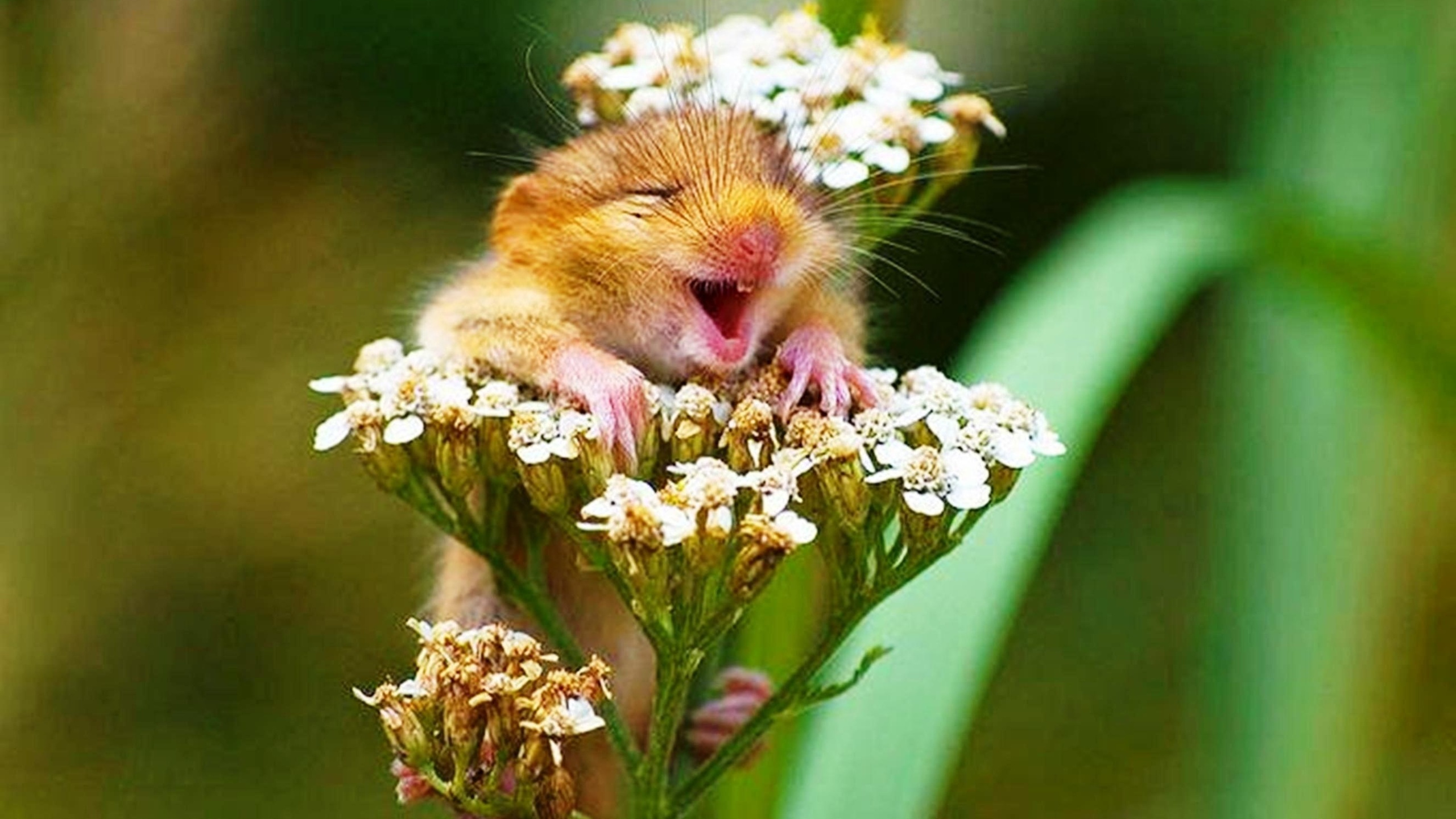 Доброе весеннее утро картинки прикольные для поднятия. Веселые животные. Цветы и животные. Хомяк с цветком. Хомяк смеется.