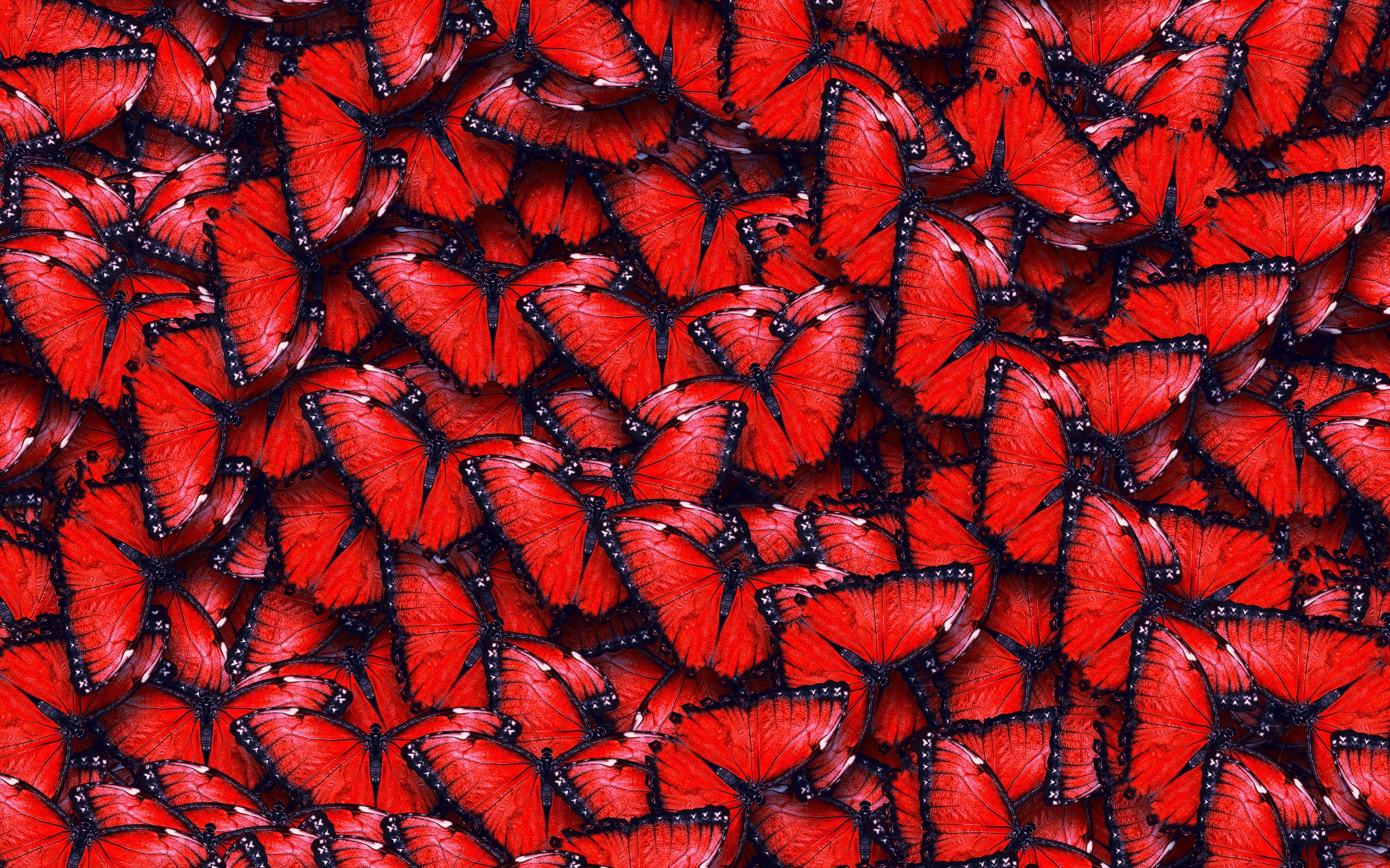 ,  , texture, red butterfly