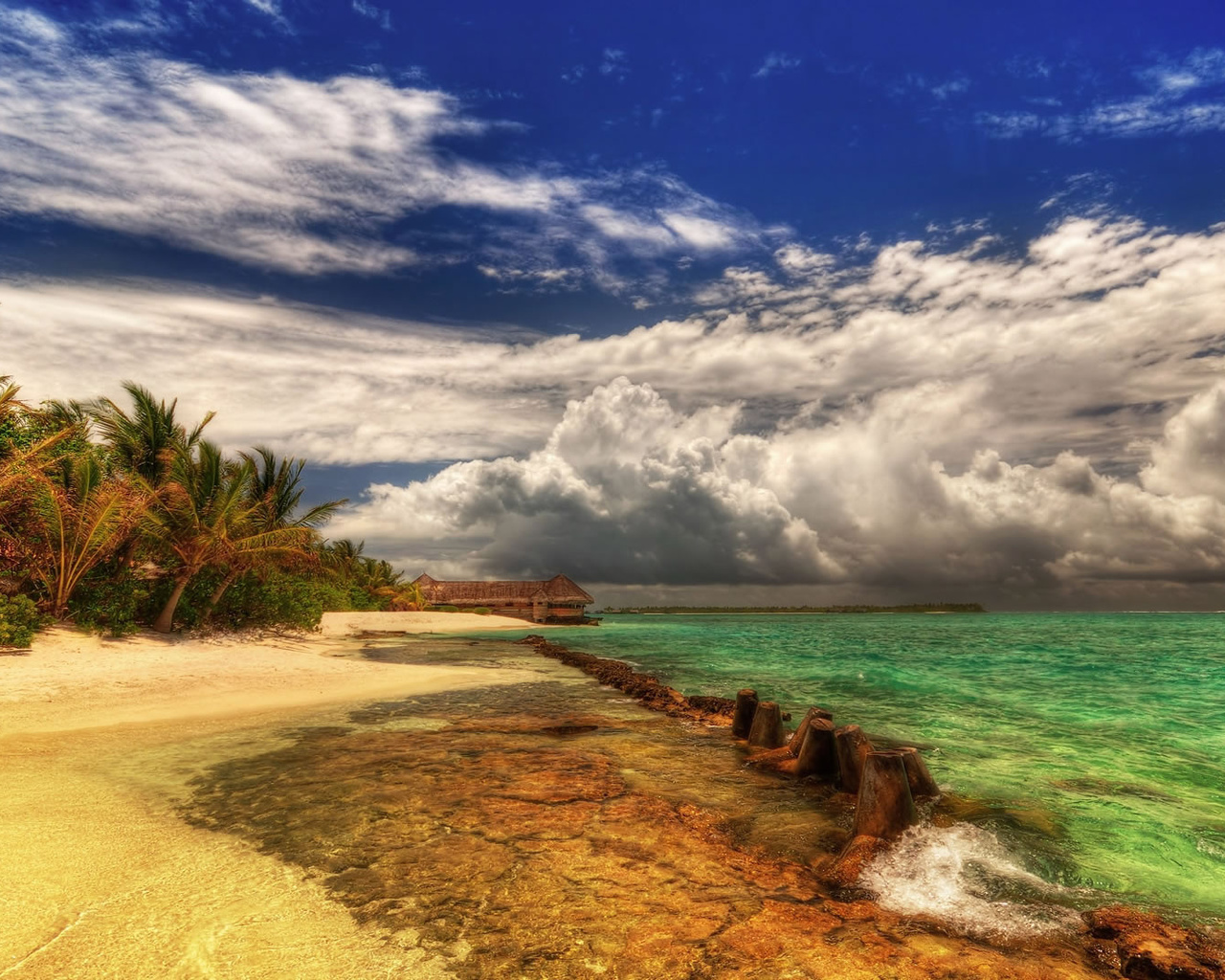 beach, palm, sand, water, ocean