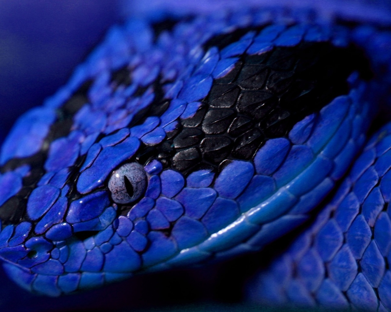 snake, blue, wild, viper