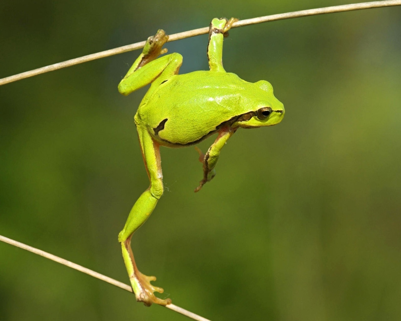 frog, green, branch, tree, wild