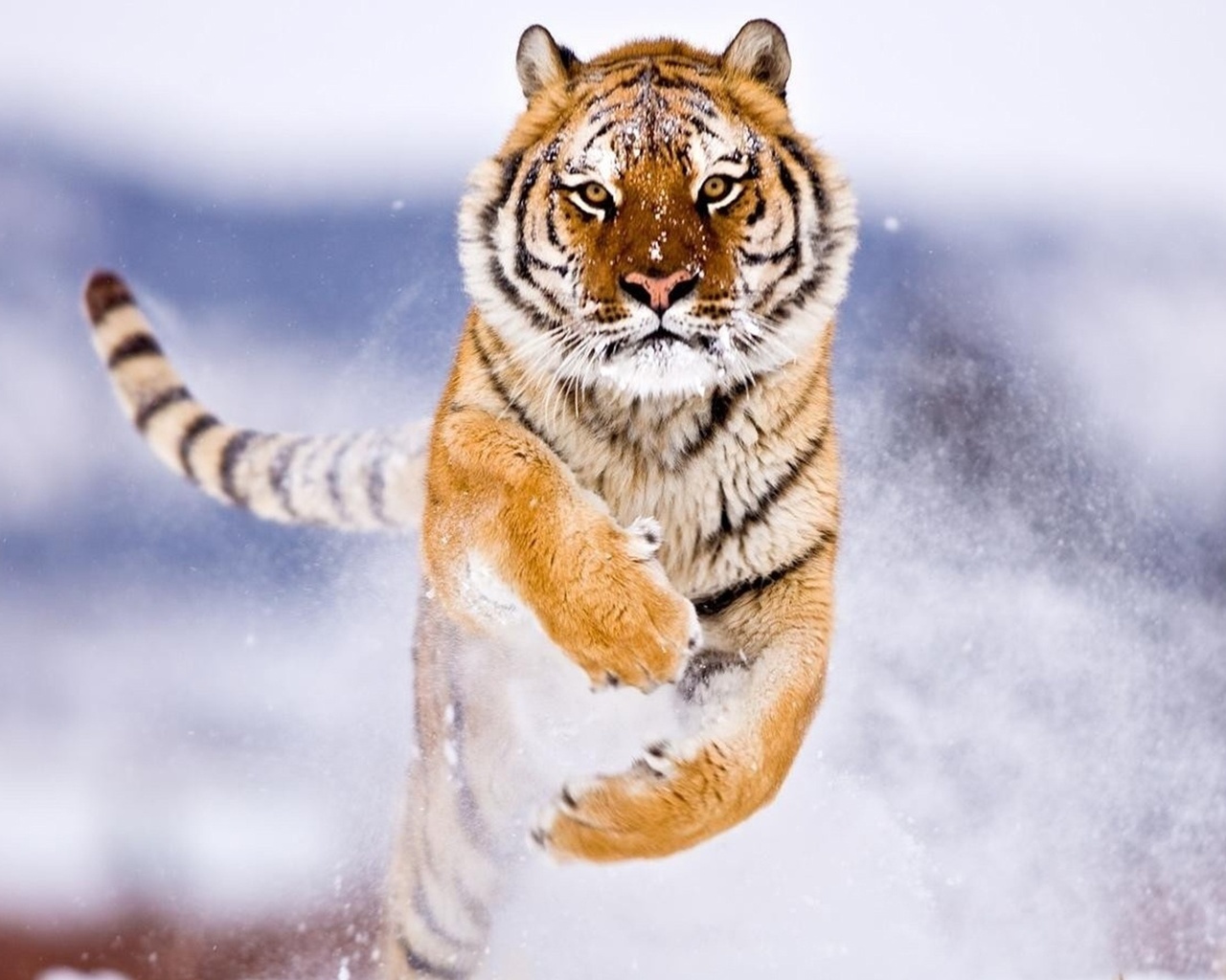 tiger, amur, snow, jump, wild