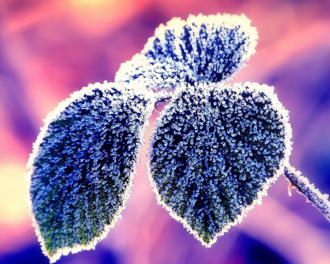 frosty, leaves, winter, snow, pink