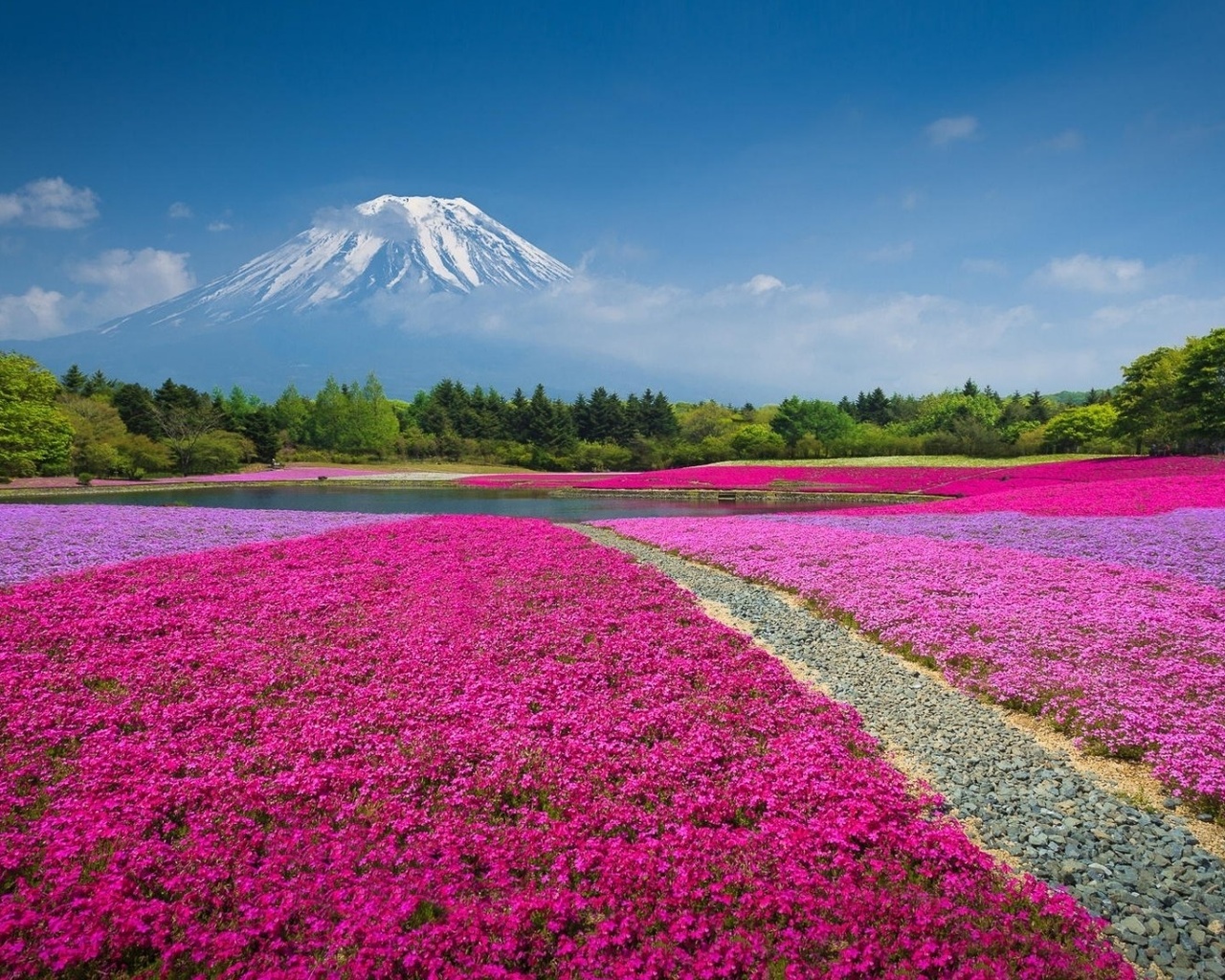 fields, colors, flowers, sky, red, trees