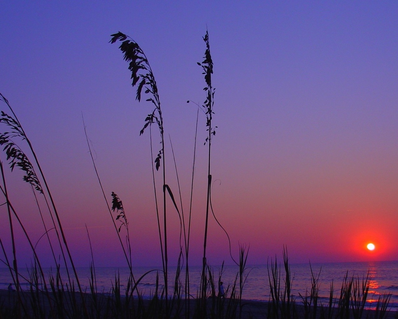 sunset, sun, trees, sky, clouds, purple