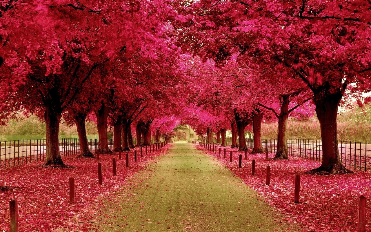 pink, trees, road, fences, path, colors