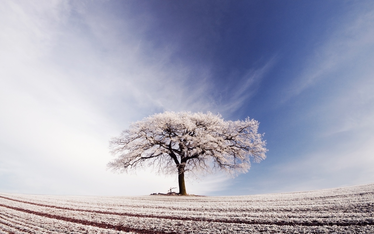 tree, snow, field, sky, arable
