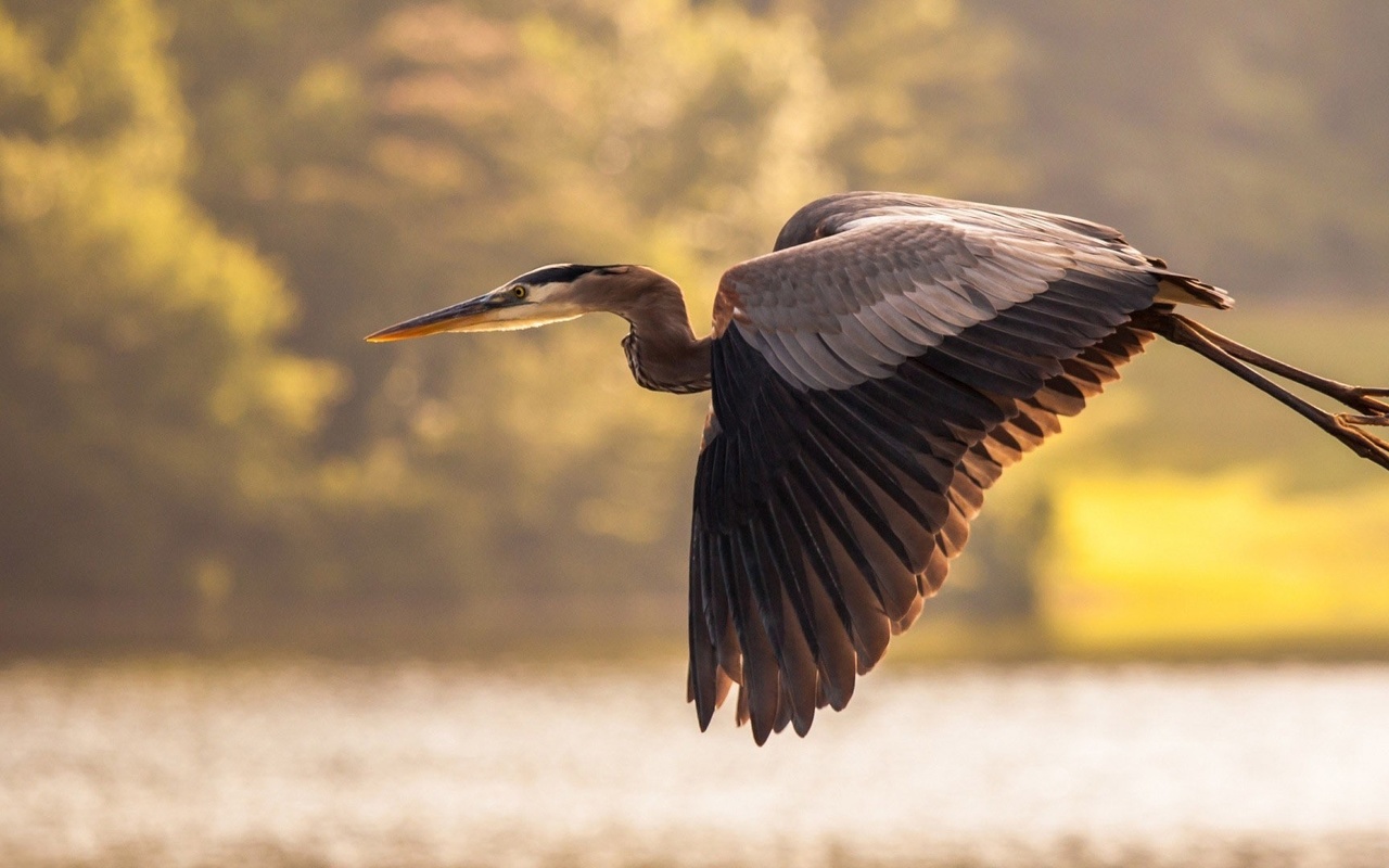 bird, flight, water, ocean, trees