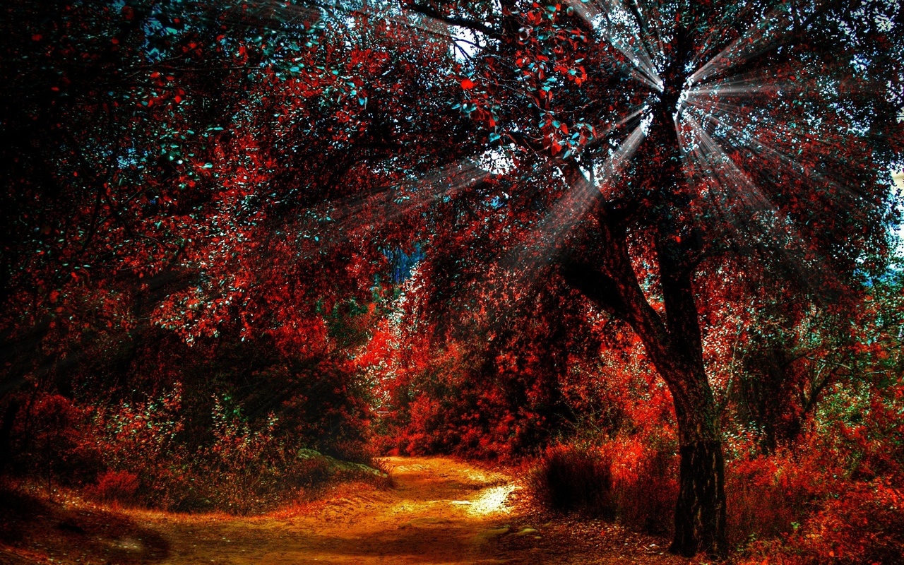 forest, autumn, tree, sunlight, ray of light, , 