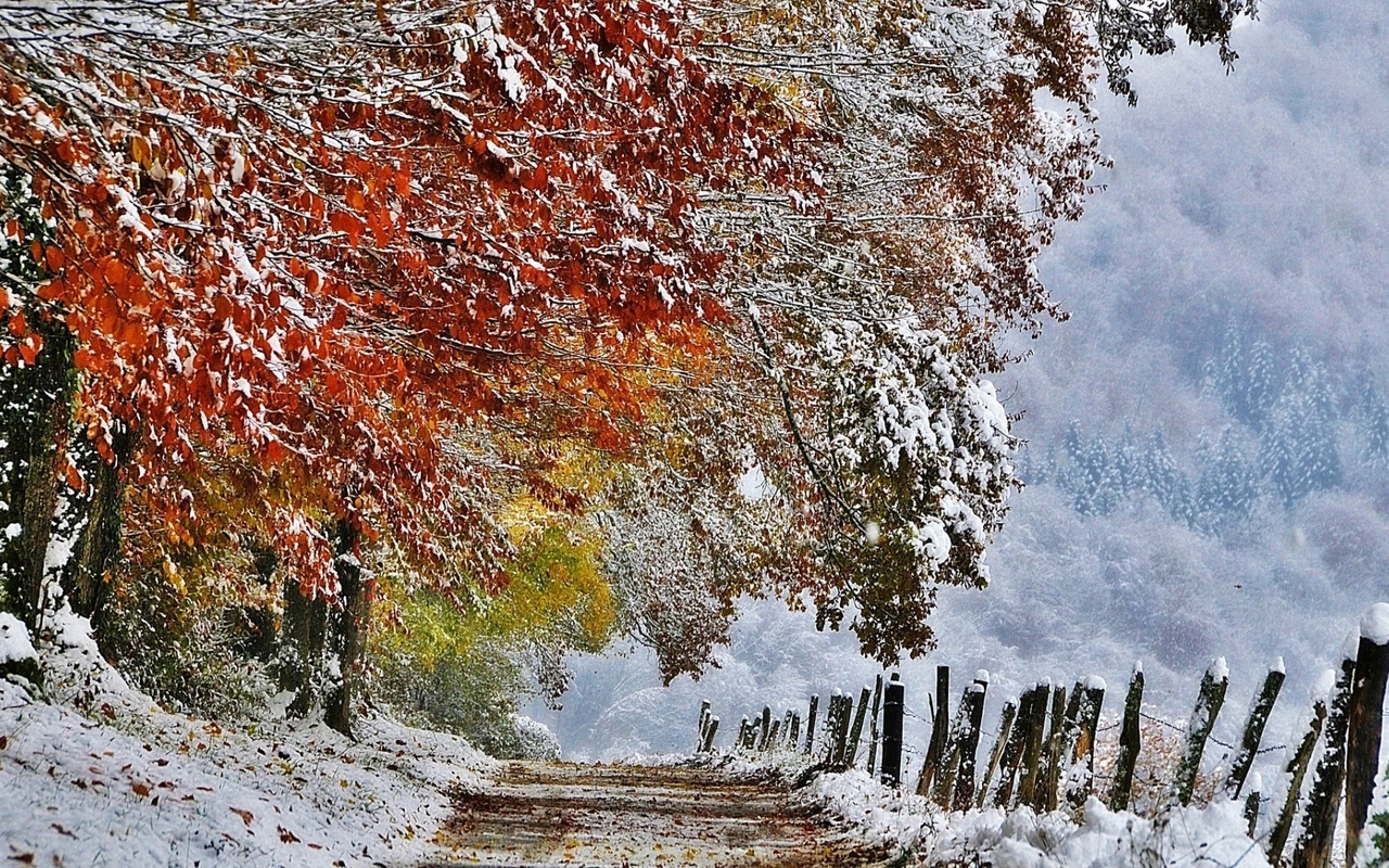 winter, trees, snow, path, mountain