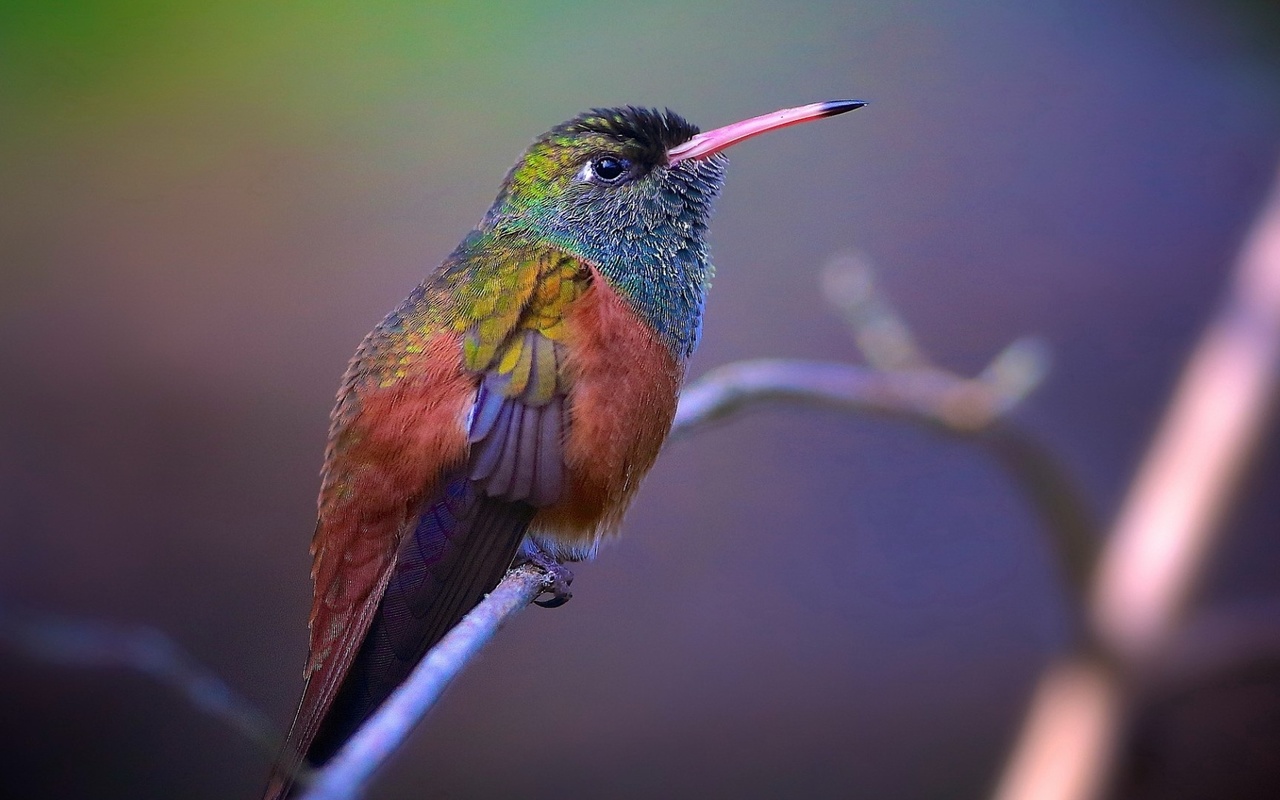 bird, branch, colors, trees, wild