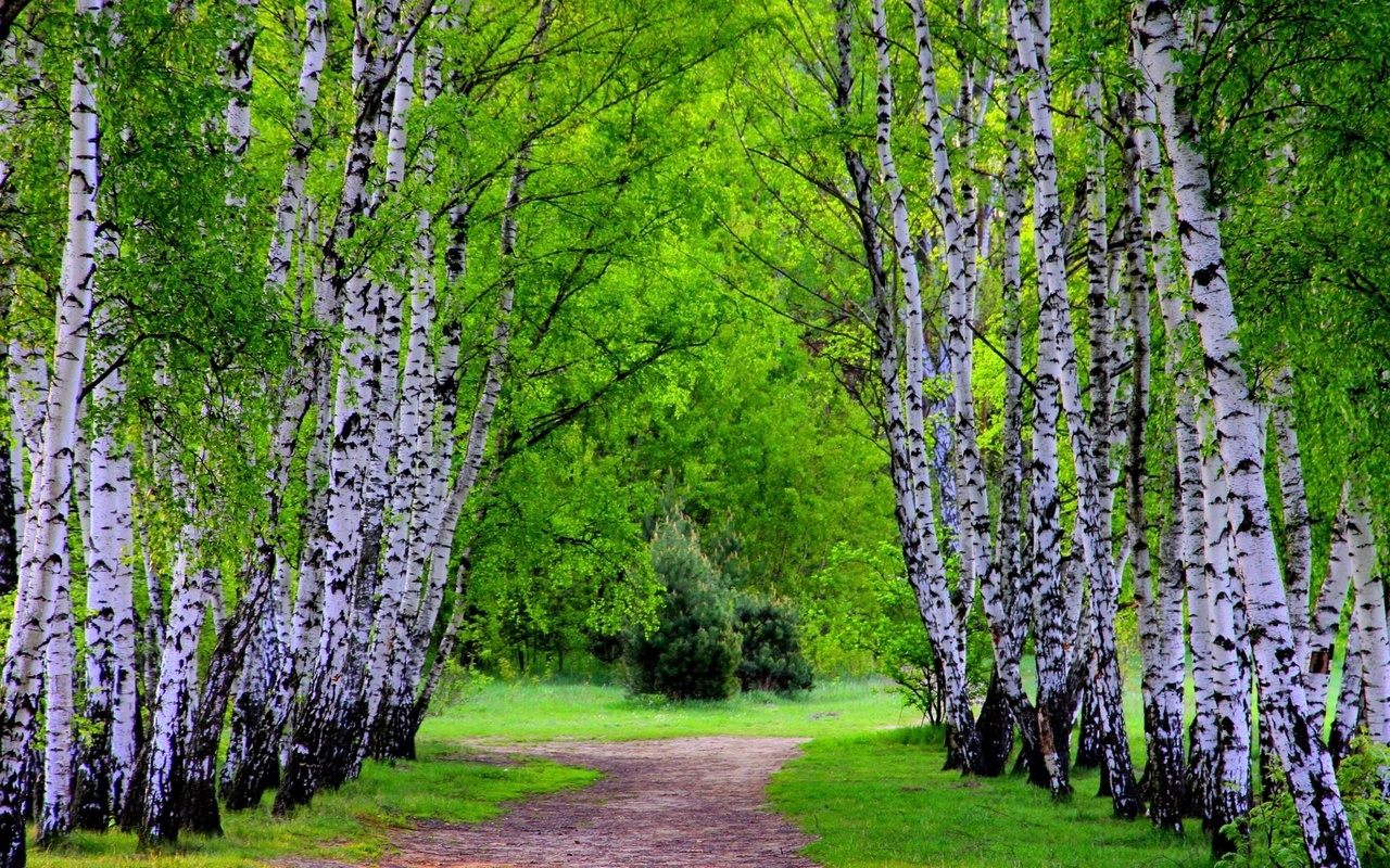 green, path, trees, grass, forest