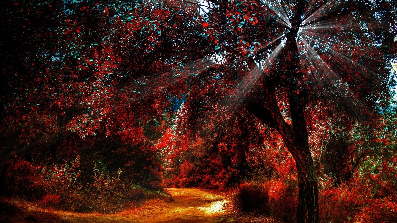 forest, autumn, tree, sunlight, ray of light, , 