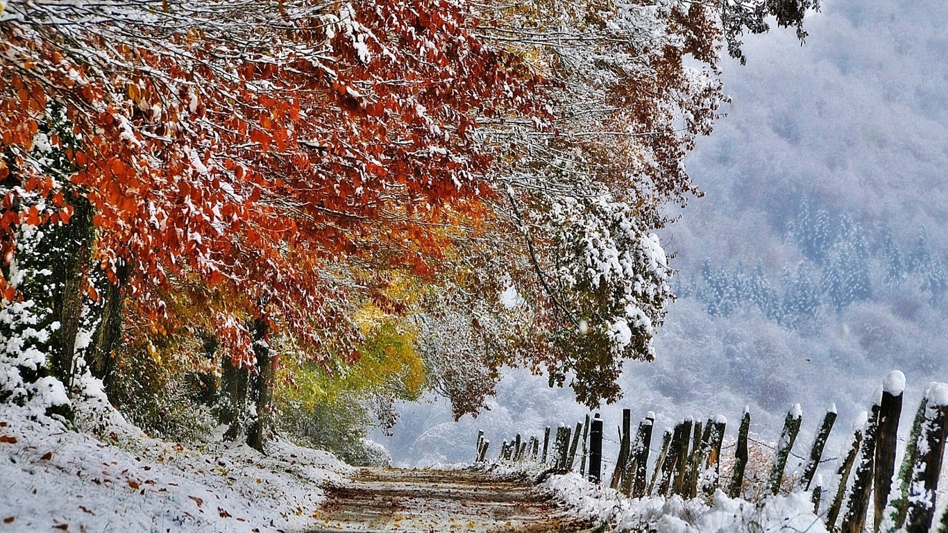 winter, trees, snow, path, mountain