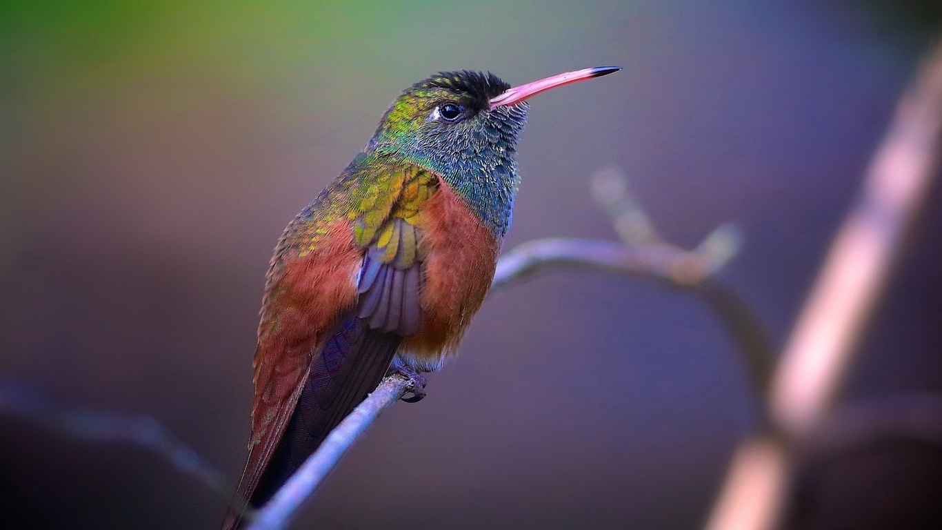 bird, branch, colors, trees, wild