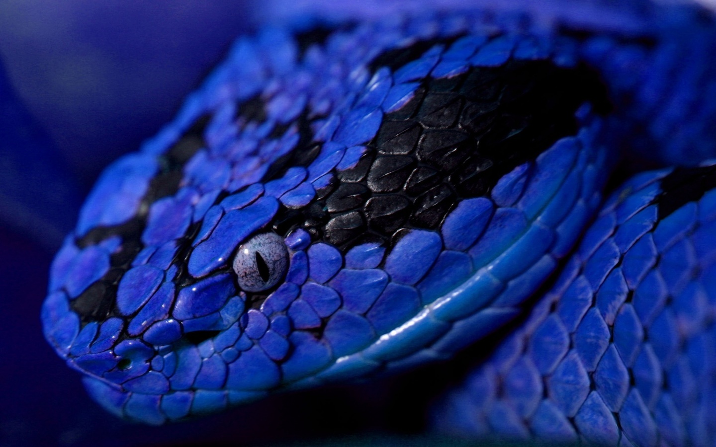 snake, blue, wild, viper