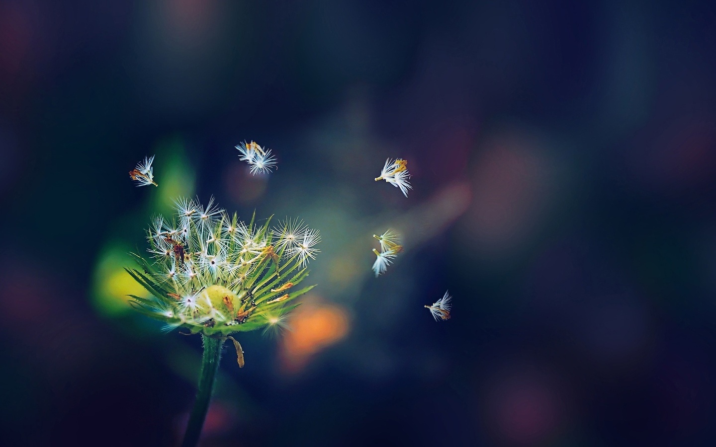 dandelion, branch, tree, flower