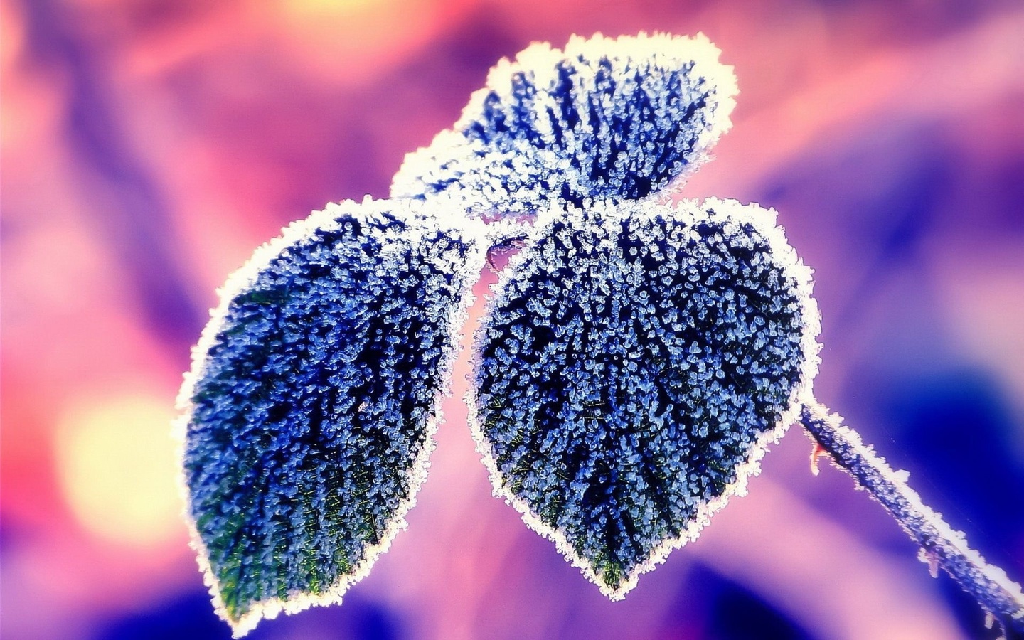 frosty, leaves, winter, snow, pink