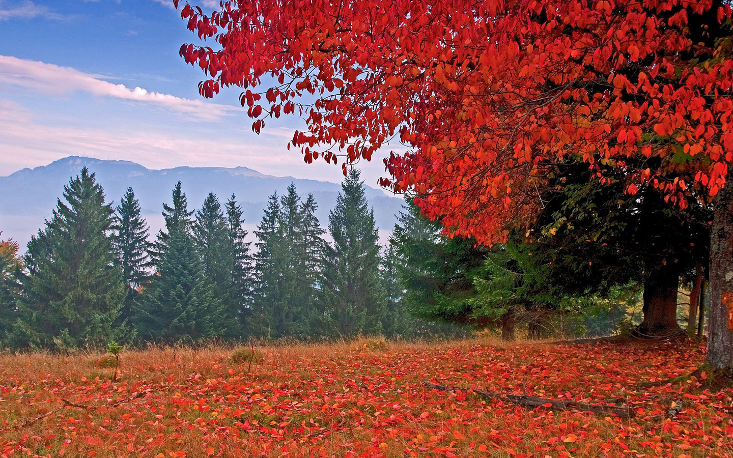 autumn, colors, trees, mountain, leaves, grass