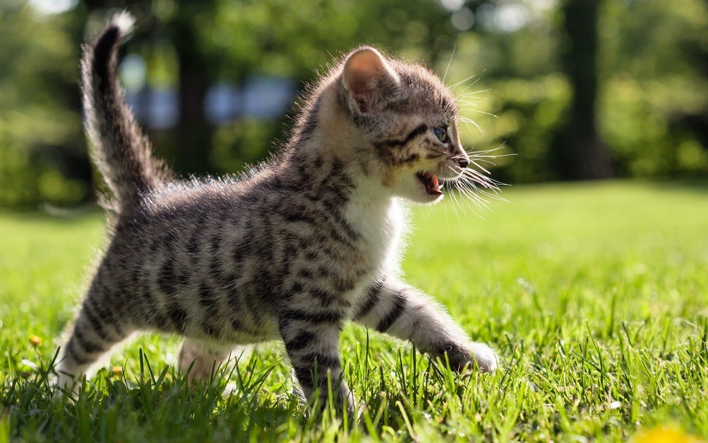 kitten, cat, sun, summer, nature, park, grass, tiger, predator