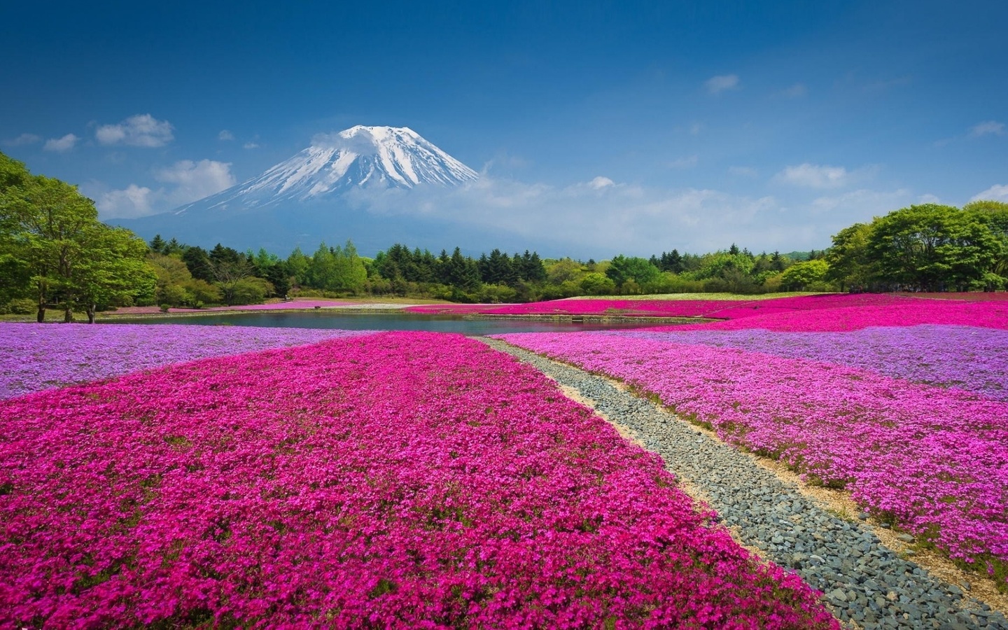 fields, colors, flowers, sky, red, trees