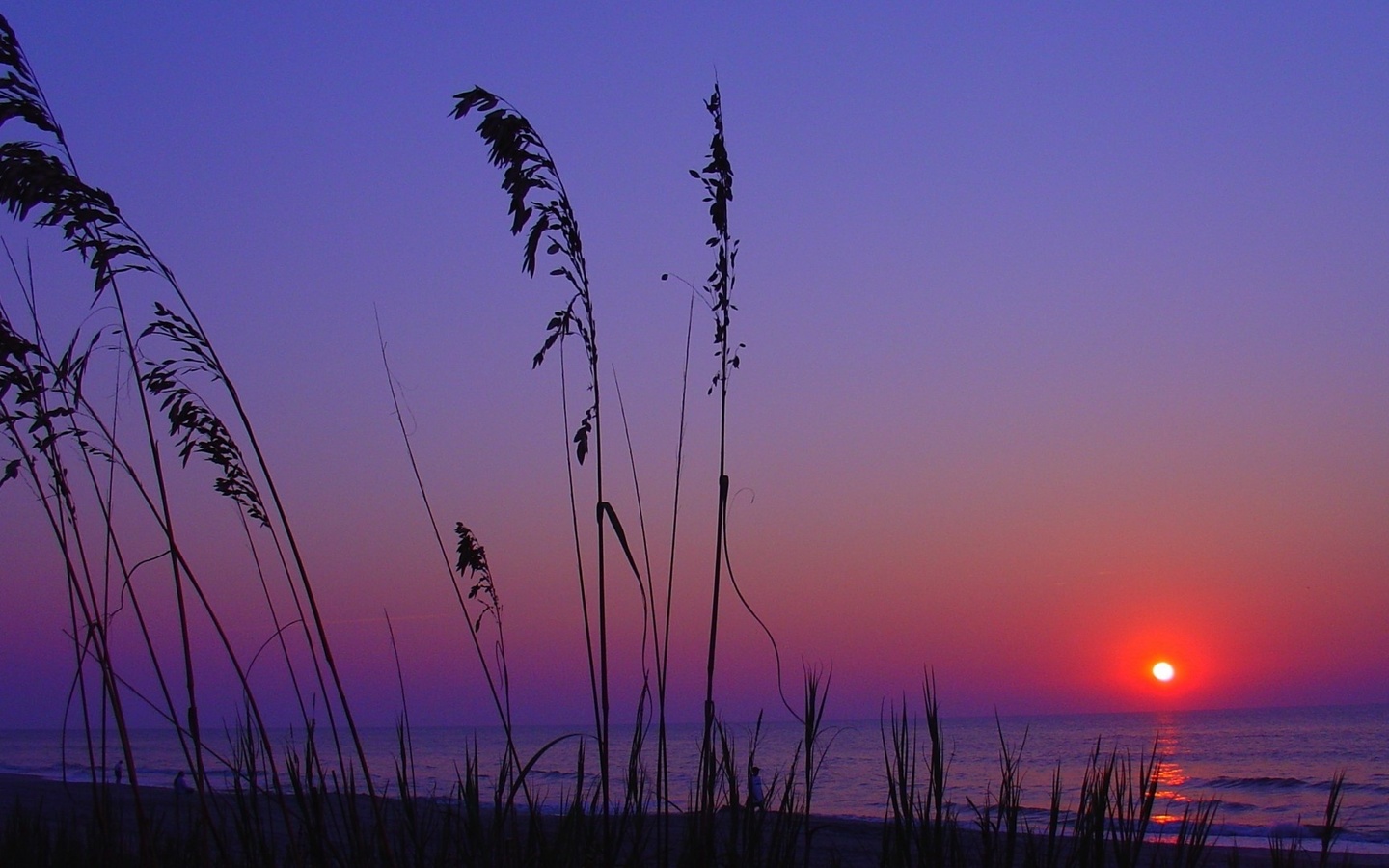 sunset, sun, trees, sky, clouds, purple