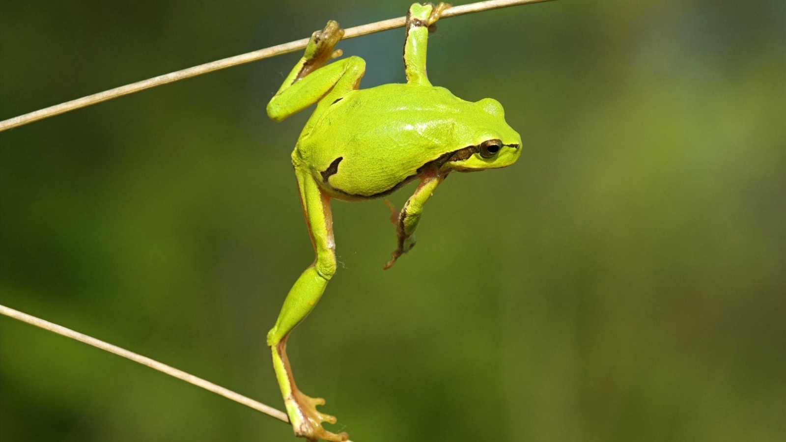 frog, green, branch, tree, wild