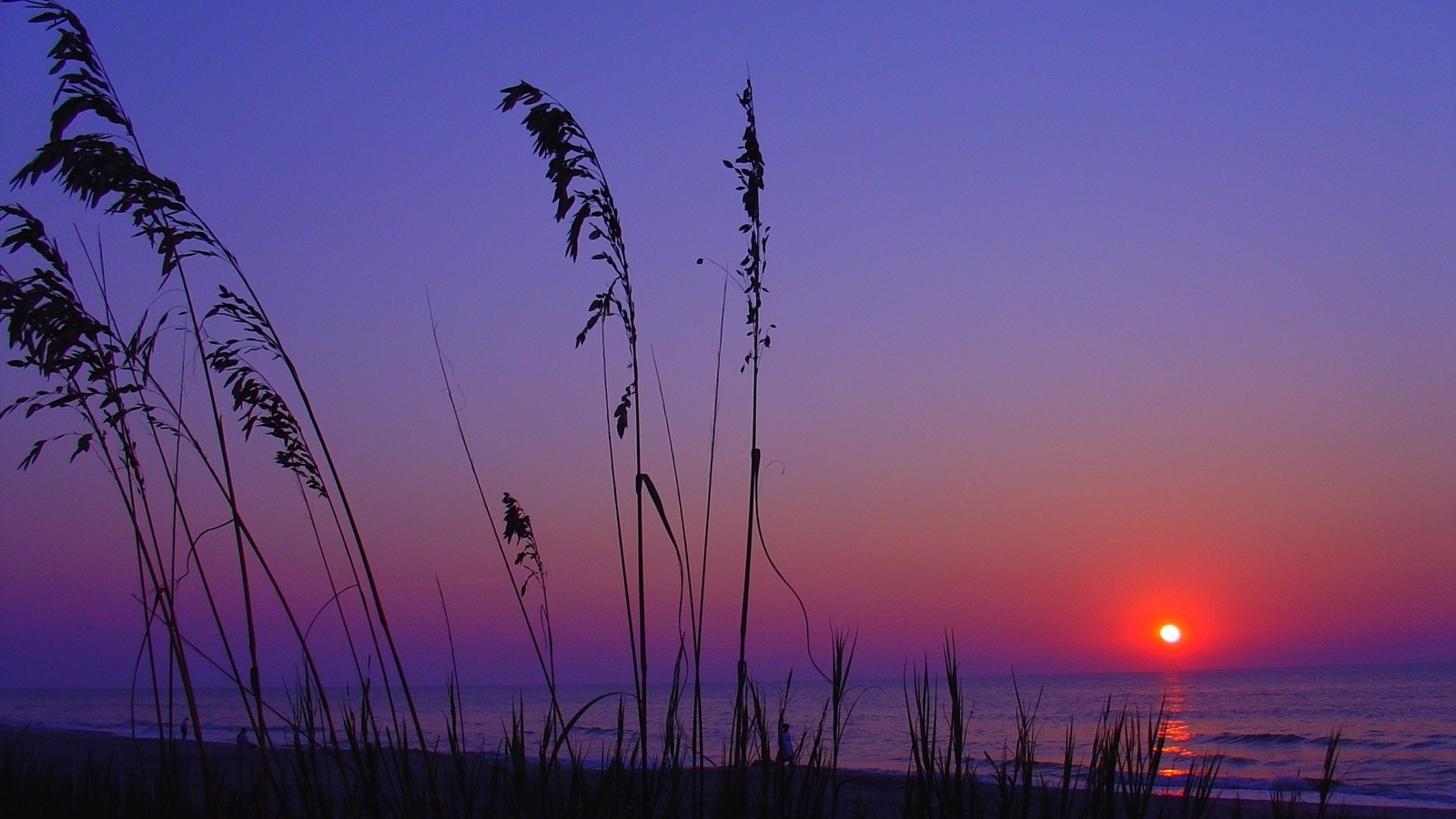 sunset, sun, trees, sky, clouds, purple