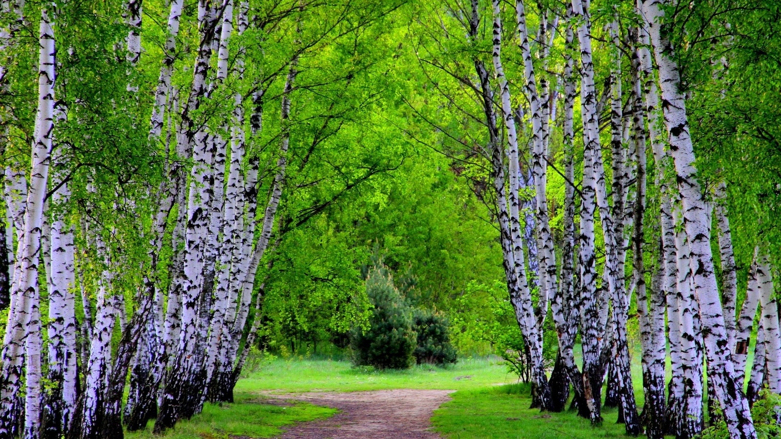 green, path, trees, grass, forest