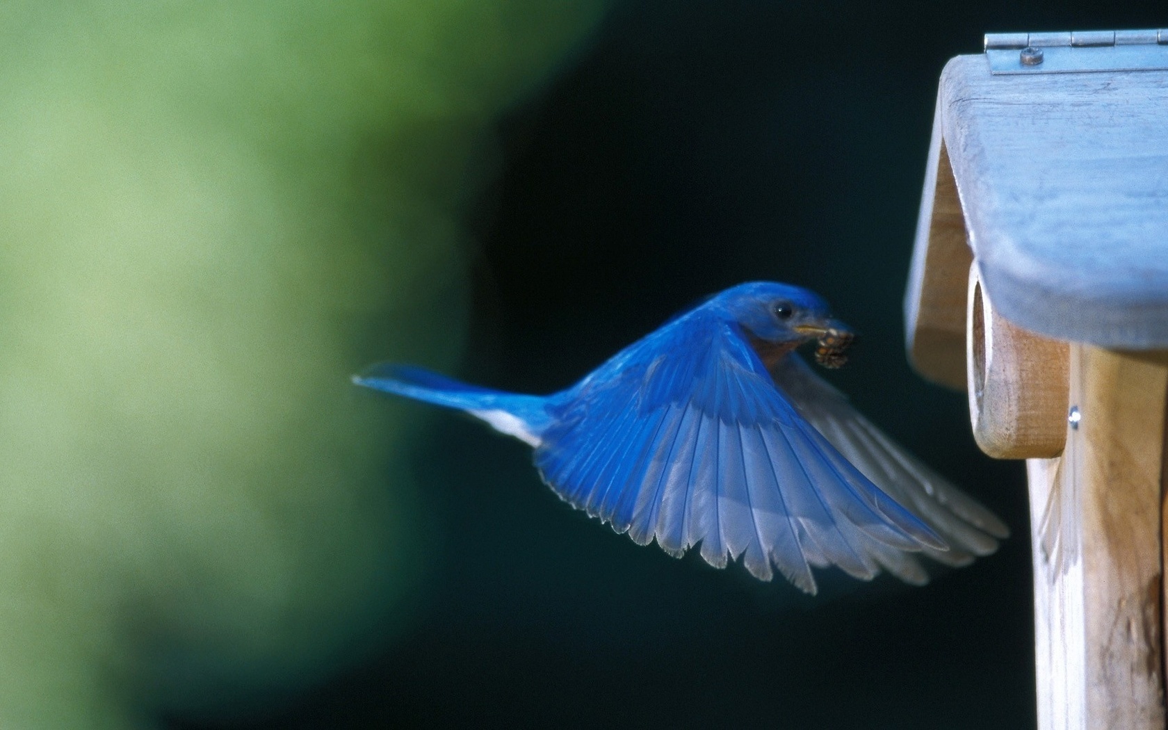 house, bird, blue, fly, wild